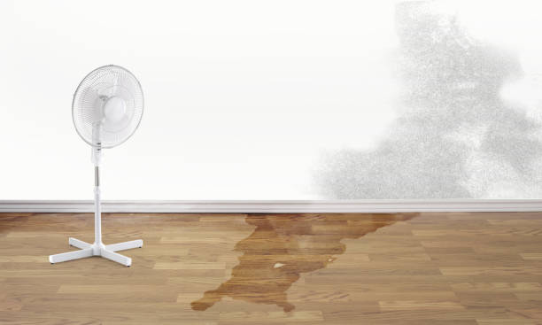 Best Carpet water damage restoration  in West Wareham, MA
